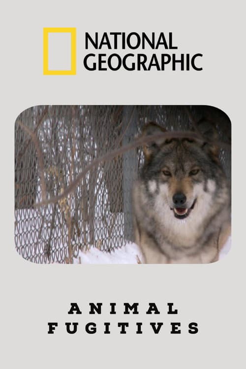 Animal Fugitives