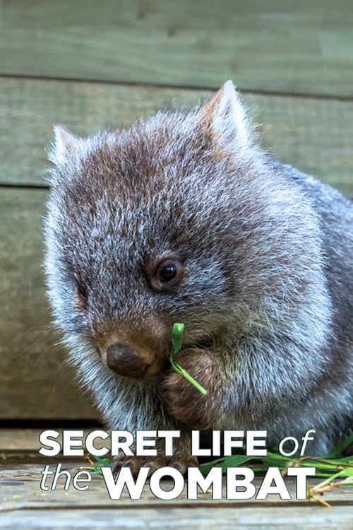 Secret Life of the Wombat